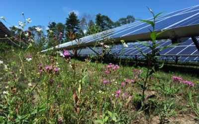 Responsible Solar Development: The Cultivation of Pollinator Meadows