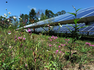 Responsible Solar Development: The Cultivation of Pollinator Meadows